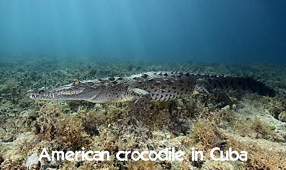 crocodile_american_chiq_jar_h_0514_cub2671_web.jpg