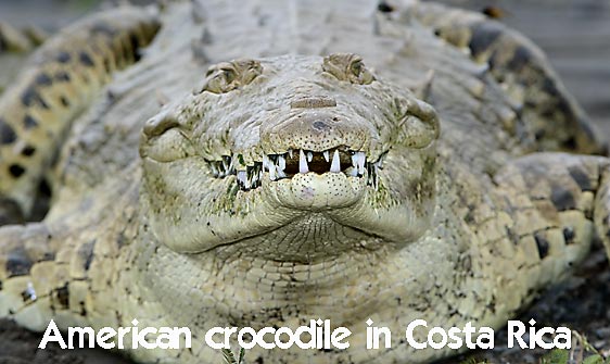 crocodile_american_tar_h_0059_cos0338_web.jpg