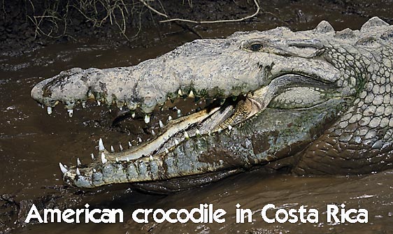 crocodile_american_tar_h_1540_cos2543_web.jpg
