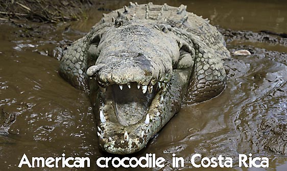 crocodile_american_tar_h_1591_cos2594_web.jpg