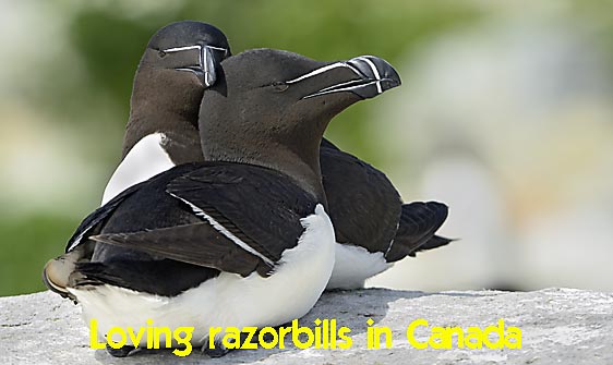 razorbill_msi_h_1751_can1373_web.jpg