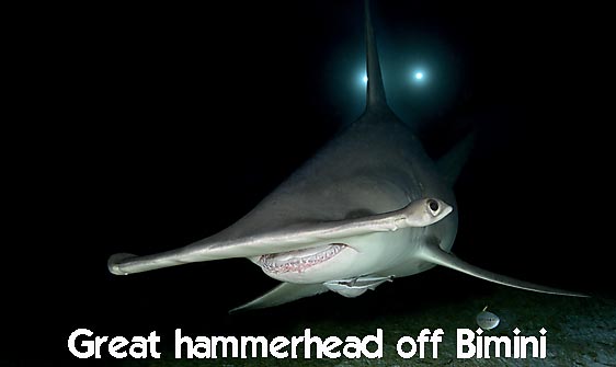 shark_hammerhead_great_bim_h_0201_bim0248_web.jpg