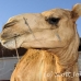 camel_embaba_cai_h_0068_egy0331.jpg