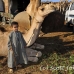 market_camel_embaba_cai_h_0041_egy0304.jpg