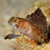 blenny_sailfin_gwu_uti_h_0277_uti3281.jpg