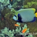 angelfish_emperor_elp_s_h_0011_egy0829.jpg