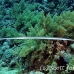 cornetfish_bro_b_h_0117_egy0215.jpg