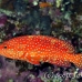 grouper_coral_elp_n_h_0014_egy0748.jpg