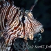 lionfish_common_elp_n_h_0044_egy0780.jpg