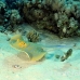 ray_bluespotted_tob_h_0003_egy0010.jpg