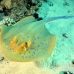 ray_bluespotted_tob_h_0005_egy0012.jpg
