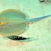 ray_bluespotted_tob_h_0008_egy0015.jpg