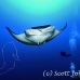 ray_manta_bro_b_h_0027_egy0121.jpg