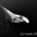 ray_manta_bro_b_h_0030_egy0124_bw.jpg