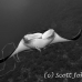 ray_manta_bro_b_h_0032_egy0126_bw.jpg