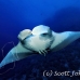 ray_manta_bro_b_h_0033_egy0127.jpg