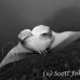 ray_manta_bro_b_h_0033_egy0127_bw.jpg