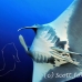 ray_manta_bro_b_h_0035_egy0129.jpg