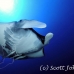 ray_manta_bro_b_h_0050_egy0144.jpg