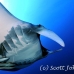 ray_manta_bro_b_h_0051_egy0145.jpg
