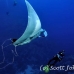 ray_manta_bro_b_h_0052_egy0146.jpg