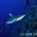 shark_reef_grey_bro_b_h_0144_egy0237.jpg
