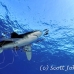 shark_whitetip_oceanic_dae_h_0059_egy0712.jpg