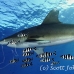 shark_whitetip_oceanic_dae_h_0060_egy0713.jpg