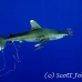 shark_whitetip_oceanic_dae_h_0062_egy0715.jpg