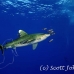 shark_whitetip_oceanic_dae_h_0064_egy0717.jpg