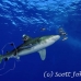 shark_whitetip_oceanic_dae_h_0065_egy0718.jpg