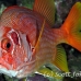 squirrelfish_sabre_elp_n_h_0017_egy0751.jpg