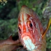 squirrelfish_sabre_elp_n_v_0019_egy0753.jpg