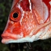 squirrelfish_sabre_elp_n_v_0024_egy0758.jpg