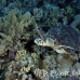 turtle_hawksbill_pan_h_0001_egy0046.jpg