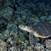 turtle_hawksbill_pan_h_0002_egy0049.jpg