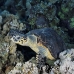 turtle_hawksbill_pan_h_0003_egy0051.jpg