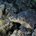 turtle_hawksbill_pan_h_0004_egy0052.jpg