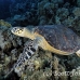 turtle_hawksbill_pan_h_0006_egy0054.jpg