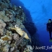 turtle_hawksbill_pan_h_0008_egy0056.jpg