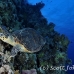 turtle_hawksbill_pan_h_0022_egy0071.jpg