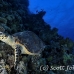 turtle_hawksbill_pan_h_0023_egy0072.jpg
