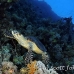 turtle_hawksbill_pan_h_0027_egy0078.jpg
