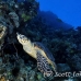 turtle_hawksbill_pan_h_0028_egy0079.jpg