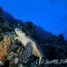 turtle_hawksbill_pan_h_0029_egy0080.jpg