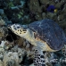 turtle_hawksbill_pan_h_0037_egy0088.jpg