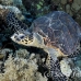 turtle_hawksbill_pan_h_0038_egy0089.jpg