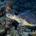 turtle_hawksbill_pan_h_0040_egy0091.jpg