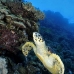turtle_hawksbill_pan_v_0013_egy0061.jpg