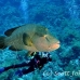 wrasse_napoleon_bro_b_h_0122_egy0220.jpg